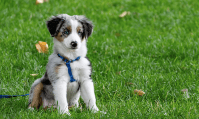 Puppy Development Stages: When Do Puppies Start and Stop Growing?