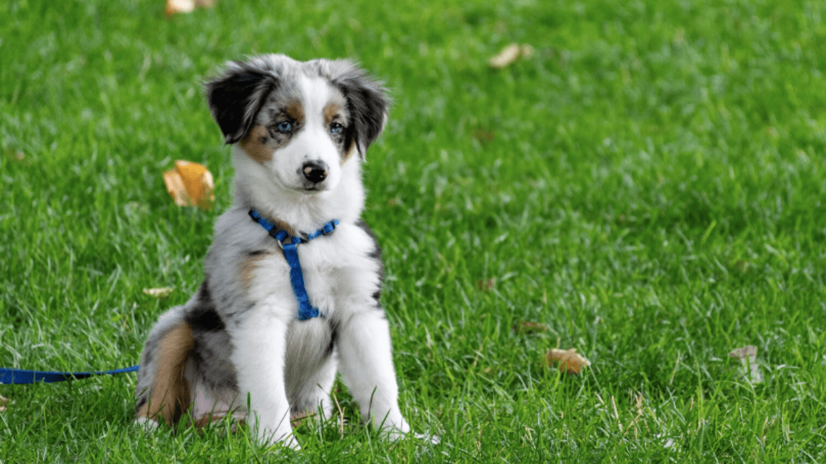 Puppy Development Stages: When Do Puppies Start and Stop Growing?